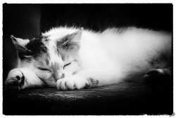 portrait de chat!
