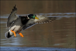 Colvert...