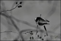 Mésange à longue queue....