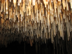 Champs de fistuleuses - Grotte de la Meyssendie (Rouffignac)