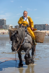 La pêche à la crevette