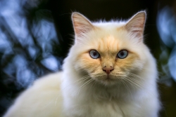 Le chat blanc sur le muret