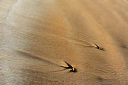 Les voiliers des sables