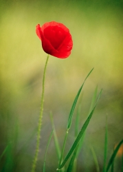 Joli coquelicot nouveau !