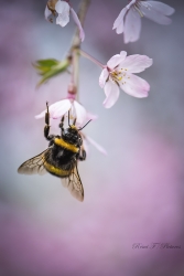 Au menu ce sera cerisier en fleur