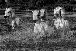 camargue V2