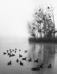 Canards dans la brume