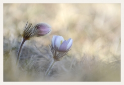 Douce Anémone Vernalis.....
