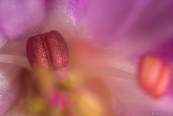 Pistil