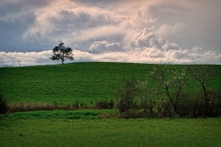 L'arbre sur la colline