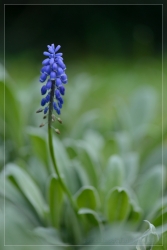 Muscaris... de saison.
