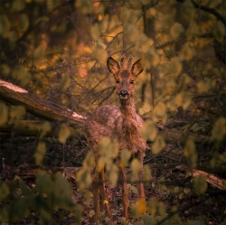 Bambi