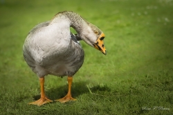 Torticolis