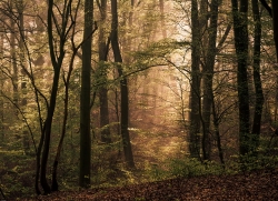 Fairy Woodland