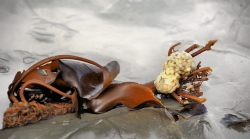 Escargot de la mer
