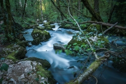 LE TORRENT