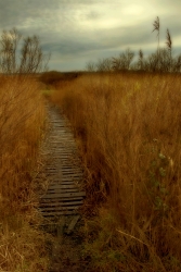 Viens ....