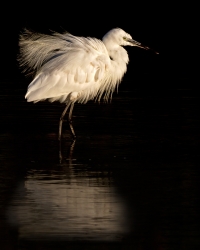 Aigrette