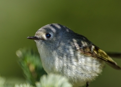 A proximité du Roitelet à couronne rubis.