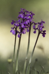 orchidée!