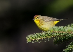 Paruline à couronne rousse