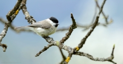 Mésange nonnette au verger.