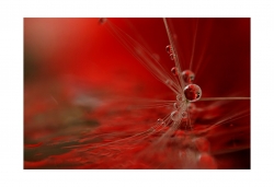 Coquelicot.
