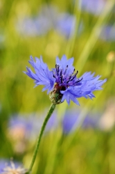 BLEUET