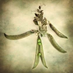 Live in peas