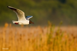 mouette 8 fb.jpg
