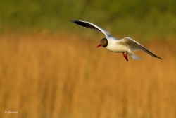 mouette 7 fb.jpg