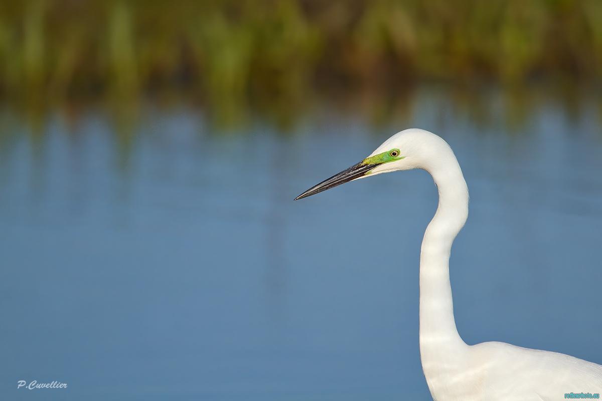 grande aigrette 5 fb.jpg