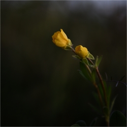 Dans l'ombre et la lumière
