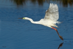 vol de grande aigrette