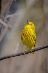 Paruline jaune