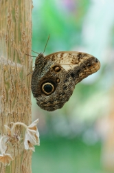 Caligo