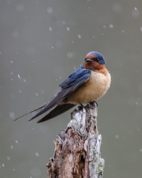 Hirondelle rustique sous la neige