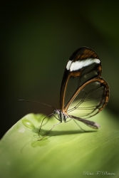 Transparence