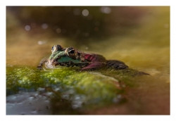 Grenouille