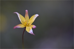 Tulipa australis