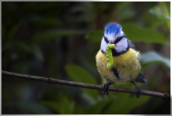 Chenille en mauvaise posture