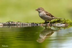 moineau domestique