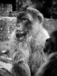 monkey