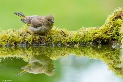 reflet de jeune verdier
