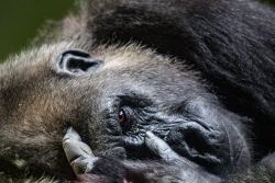 La sieste du gorille