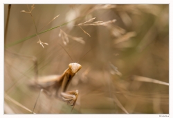 Chasseuse