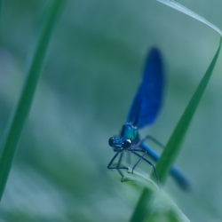 demoiselle à la fenêtre