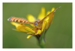 in the flower