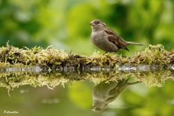 reflet de piaf