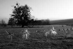 Nature mourante